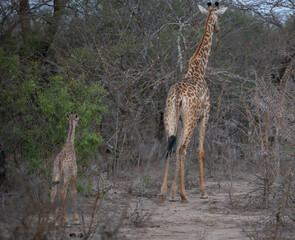 Giraffen Mutter mit Jungtier Giraffenkalb im Busch vom Krüger National Park - Kruger Nationalpark Südafrika