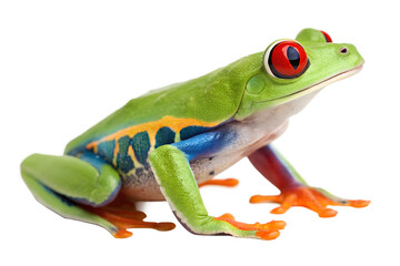 Obraz premium red eyed tree frog isolated on transparent background