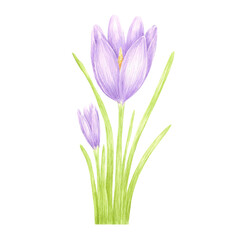 Hand drawn watercolor purple crocus with green leaves. Illustration of flowers isolated on white background. Can be used for postcard, label, scrapbook and other printed products.