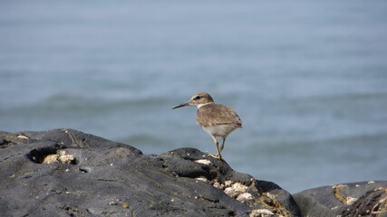 Sandpiper