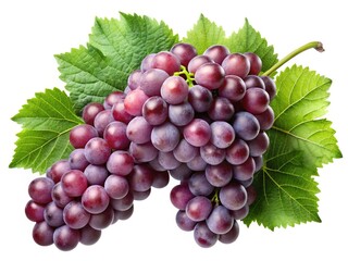 Fototapeta premium A bunch of ripe red grapes with fresh green leaves isolated on white background