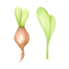 Hand drawn watercolor hyacinth bulbs with green leaves. Illustration of flowers isolated on white background. Can be used for postcard, label, scrapbook and other printed products.