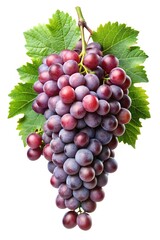 Fototapeta premium A Bunch of Red Grapes with Green Leaves Isolated on White Background Delicious Fresh Fruit