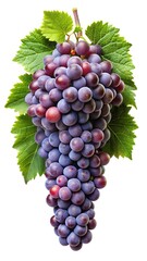 Fototapeta premium A large bunch of ripe red grapes with lush green leaves hanging down