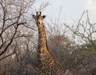 Giraffe im Busch vom Krüger National Park - Kruger Nationalpark Südafrika