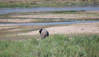 Elefanten im Busch vom Krüger National Park - Kruger Nationalpark Südafrika