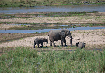 Elefanten im Busch vom Krüger National Park - Kruger Nationalpark Südafrika