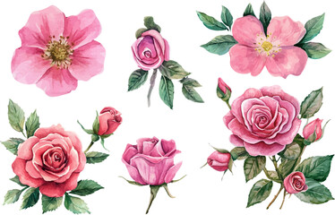 Naklejka premium Botanical Watercolor Pink Rose Art