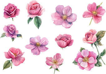 Romantic Watercolor Pink Rose Flower Art Clipart