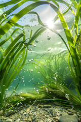 The Underwater Charm of Zostera Marina: A Peek into Eelgrass Habitat