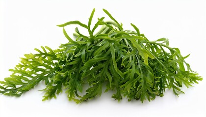 bladderwrack herb used in herbal medicine to treat obesity joint pain heartburn constipation arteriosclerosis digestive disorders on white background fucus vesiculosus
