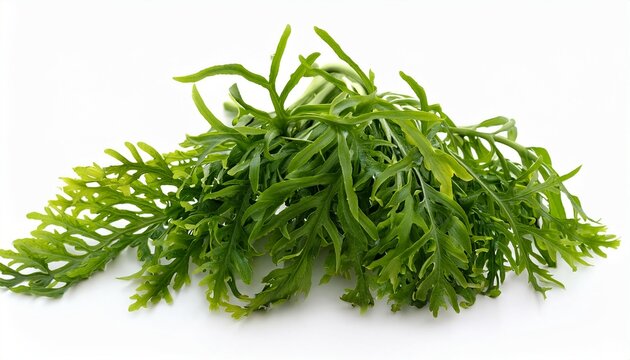 bladderwrack herb used in herbal medicine to treat obesity joint pain heartburn constipation arteriosclerosis digestive disorders on white background fucus vesiculosus