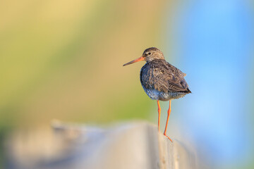 common redshank tringa totanus in farmland during sunset