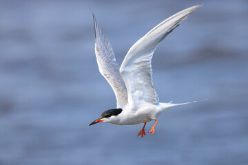 Common Tern, Sterna hirundo, hunting