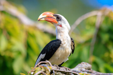 Closeup of a von der decken's hornbill, tockus deckeni, bird perched
