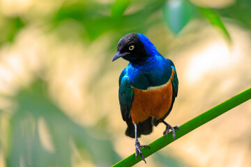 Superb starling Lamprotornis superbus perched