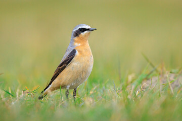 Northern wheatear male bird, Oenanthe oenanthe, foraging in grass
