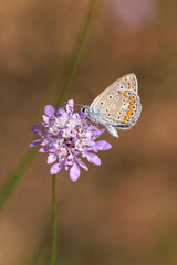 Common Blue butterfly, Polyommatus icarus, pollinating closeup