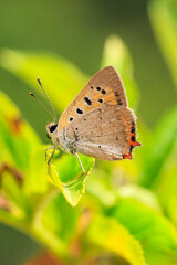 Small or common copper butterfly lycaena phlaeas closeup