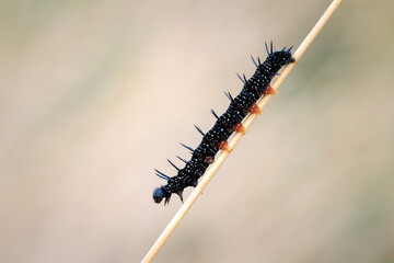 Aglais io, Peacock butterfly caterpillar