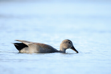 Swimming gadwall, Mareca strepera, male duck, portrait