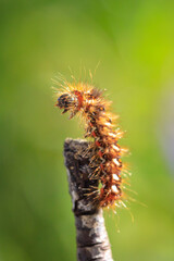 Closeup of a caterpillar or larva of a Acronicta rumicis, the knot grass moth
