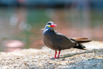Inca tern, Larosterna inca, has a dark grey body, white moustache on both sides of its head, and red-orange beak and feet.