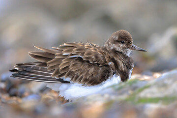 Closeup of a Rubby turnstone Arenaria interpres wading bird foraging between rocks at the sea coast