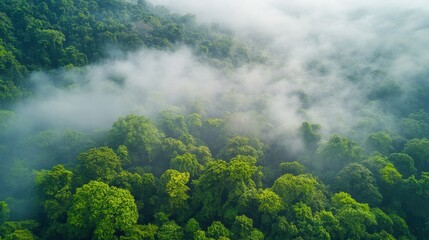 Aerial View of a Dense Forest with Fog