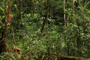 Borneo nature - Kinabalu Park rainforest in Malaysia