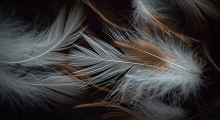 Fototapeta premium Softly Lit Delicate White Brown Feathers. AI Generated