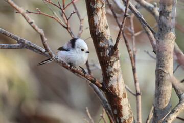 The long-tailed tit (Aegithalos caudatus japonicus), also named long-tailed bushtit, is a common bird found throughout Europe and the Palearctic. This photo was taken in Hokkaido, Japan.