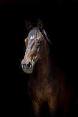 Obraz premium Pferdekopf aus der Stallgasse heraus