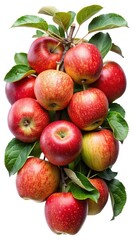 Obraz premium A cluster of ripe red apples still on the branch with green leaves against a white background