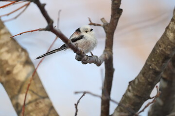 The long-tailed tit (Aegithalos caudatus japonicus), also named long-tailed bushtit, is a common bird found throughout Europe and the Palearctic. This photo was taken in Hokkaido, Japan.