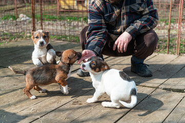 Cute rescued puppies with volunteer during socialization and obedience training in shelter for homeless dogs