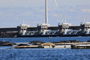 The seal resting on a floating platform in the North sea. Zeeland, the Netherlands. 
