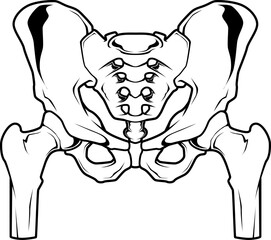 Anatomische Darstellung des menschlichen Beckens – zentrales Element der Skelettstruktur.