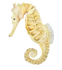 Yellow seahorse watercolor © Ilana