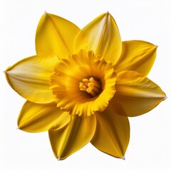yellow daffodil flowers isolated on transparent background