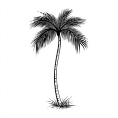 Fototapeta premium silhouette of palm tree