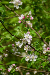 apple tree flowers, apple tree blossom
