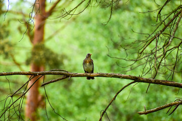 Turdus pilaris sitting on a tree branch