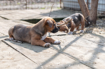 Group of siblings puppies during a socialization and obedience training in shelter for homeless dogs