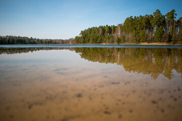 reflection of forest in water