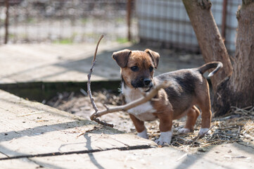 Cute rescued puppy in Serbian shelter for homeless dogs on the winter sunny day during the socialization and obedience training