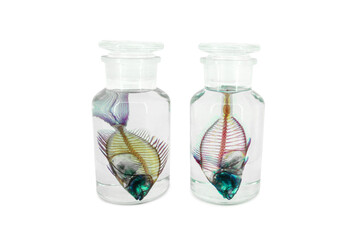 Fish in formaldehyde in jars isolated on white background. Wet specimens Clearing and Staining - Equal parts Science Art Preservation of organisms in clear liquids for internal structure studies.