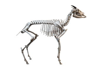 Animal full body skeleton Sumatran serows - Capricornis sumatraensis isolated on transparent background or png file.