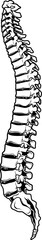 Detaillierte Darstellung einer menschlichen Wirbelsäule in Schwarz-Weiß, ideal für medizinische, anatomische und edukative Zwecke.