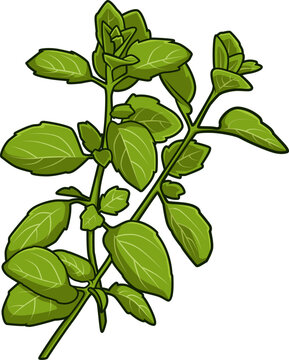 Frischer Oreganozweig mit ovalen, gr&uuml;nen Bl&auml;ttern auf wei&szlig;em Hintergrund, ideal f&uuml;r mediterrane K&uuml;che und aromatische Gerichte.